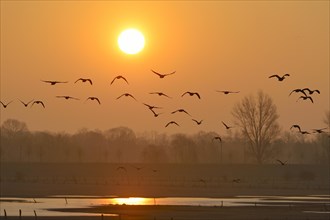 Wild geese flying over flooded meadows on the Rhine at dawn