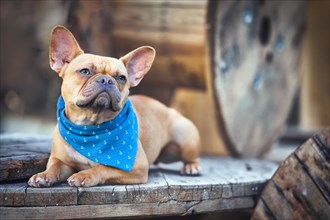 French Bulldog dog with blue neckerchief lying down between wooden industrial cable drums