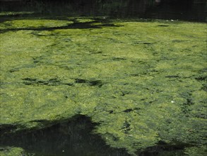Green algae in a pond