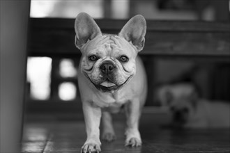 French Bulldog Dog Standing and staring at camera
