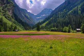 Meadow with pink wildflowers in front of the Hochgolling
