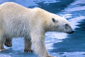 Close up at a Polar bear walking on the ice