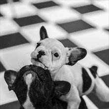 Two playful French bulldogs puppies. One of them is looking at camera
