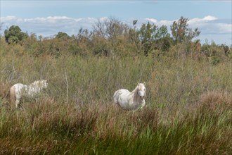 Camargue horses feeding in the marshes. Saintes Maries de la Mer