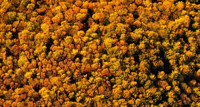 Treetops from above in autumn