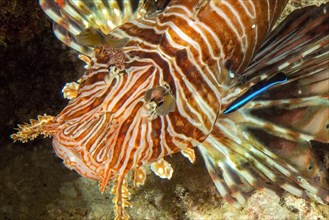 Symbiotic behaviour Symbiosis of common lionfish