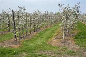 Flowering apple tree in orchard in Kivik
