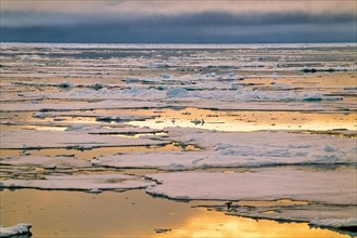 Midnight sun shines over the arctic ocean with ice floes