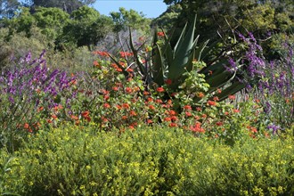 Colorful flowers in the Kirstenbosch