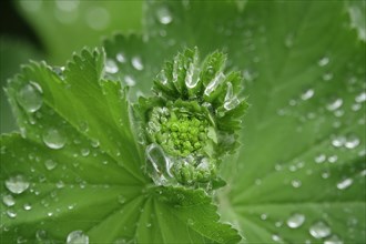 Lady's mantle with water drop