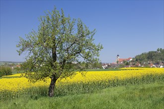 Fruit tree blossom and rape fields with a view of the collegiate church in Herrenberg