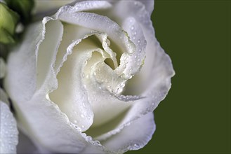 Close-up of a single white rose against a green background that has water hops on its leaves