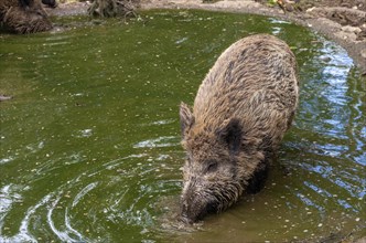 A wild boar digging in a pool of water