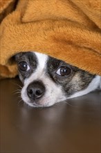 Small Chihuahua dog under blanket