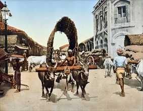 Street scene with an ox cart in Colombo