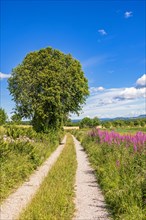 Dirt road in the countryside with flowering fireweed