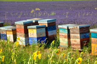 Beehives in a lavender field