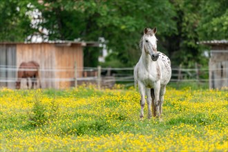 Horse in a green pasture filled with yellow buttercups. Bas-Rhin