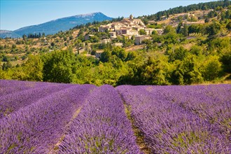 View of the village of Aurel with lavender field