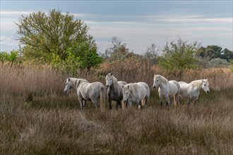 Camargue horses herd feeding in the marshes. Saintes Maries de la Mer