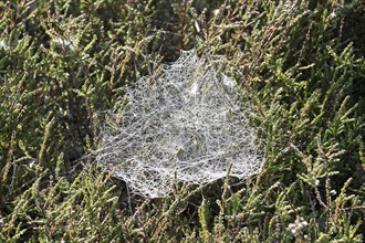Dove-covered spider webs in ground vegetation