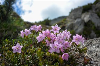 Dwarf Alpine Rose