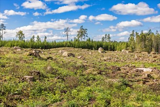Clearcutting with tree stumps in a forest landscape in the summer