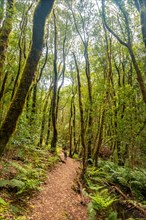 Trail in the evergreen cloud forest of Garajonay National Park