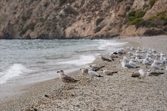 Sea gulls at Cala del Canuelo