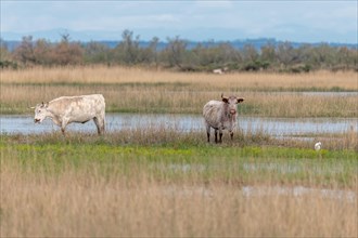 Grazing cows in a swamp in the Rhone delta. Saintes Maries de la Mer