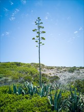 Monumental agave flower in Mallorca