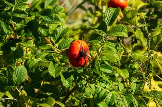 Ripe rosehips of the rugosa rose