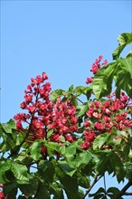 Blossom of the chestnut tree in the month of May