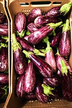 Eggplants in a shopping basket