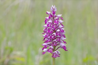 Flower of the helmet orchid