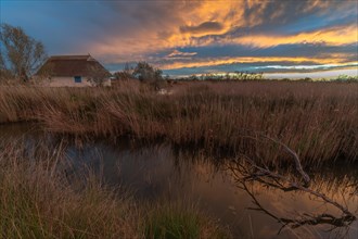 Thatched hut Gardian's hut in the marshes at sunset. Saintes Maries de la Mer