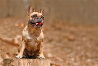 Happy FreHappy French Bulldog dog sitting on tree stump in forest with copy spacench Bulldog dog sitting on tree stump in forest with copy spavce