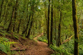 Path between moss covered trees in the evergreen cloud forest of Garajonay National Park