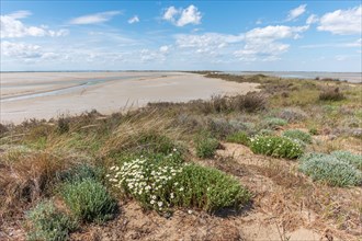 Typical landscape in a lagoon of the Rhone delta in the Camargue in spring. Saintes Maries de la Mer