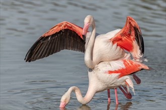 Greater Flamingo