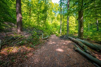 Deadwood on a forest path in the mixed forest in the Rautal at Burschenplatz in summer