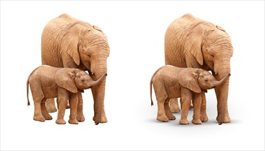 Baby and mother elephant isolated on white with and without A shadow
