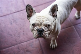 High angle of French Bulldog Dog Standing and staring at camera. Purple background