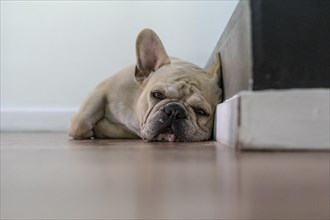 Sleepy french bulldog lying on the floor