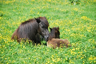 Dark brown mare with foal in a mountain meadow in Austria
