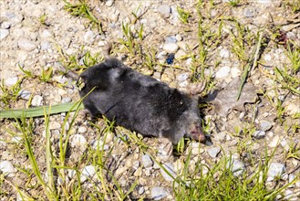Dead European mole