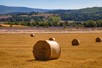 Straw bales and lavender