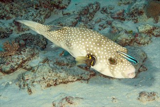 Symbiotic behaviour Symbiosis of white-spotted puffer