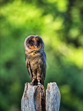Black barn owl on a perch platform