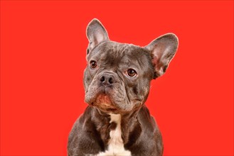 Healthy brachycephalic black French Bulldog dog with long nose and wide nostrils on red background
